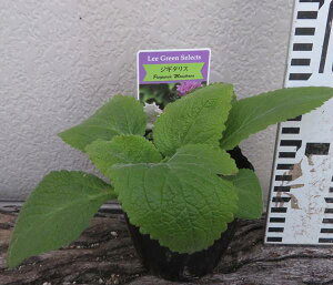 ジギタリス苗パープレアモンストローサ3.5号苗(c12）