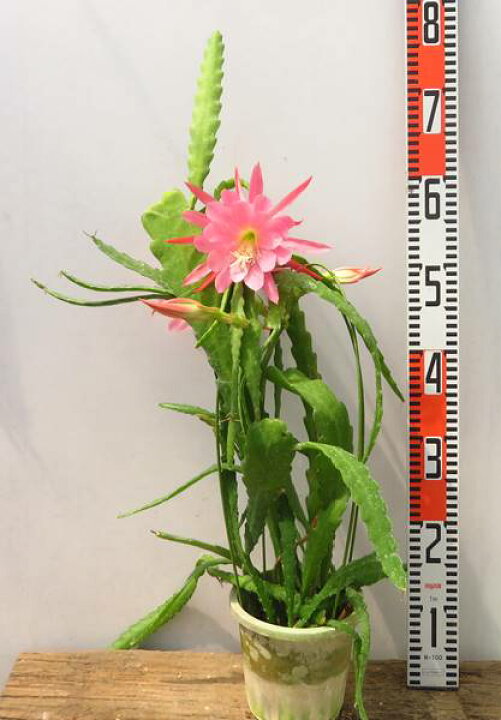 楽天市場 クジャクサボテン 孔雀仙人掌 ピンク系 5号苗 H30 千草園芸