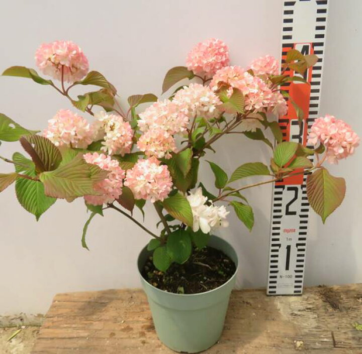 楽天市場 オオデマリ ビバーナム ジェミニ 5号苗 I10 千草園芸 楽天市場 オオデマリ ビバーナム ジェミニ 5号苗 I10 千草園芸