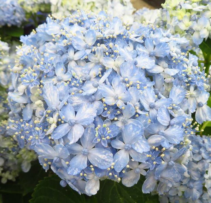 楽天市場 花咲き過ぎ アジサイ 紫陽花 あじさい 有松 アリマツ 5号鉢 21年入荷株 千草園芸