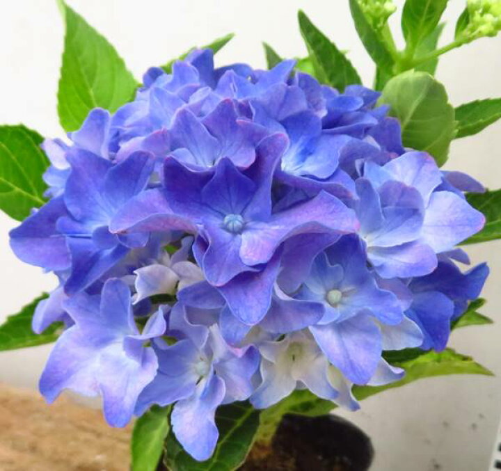 楽天市場 屋外管理苗 花終わり アジサイ 紫陽花 あじさい アマランス 5号苗 C14 千草園芸