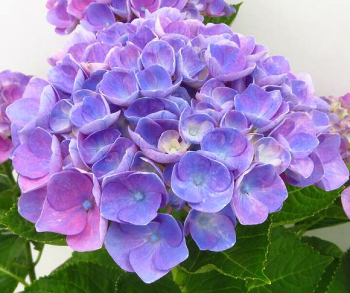 楽天市場 現品発送 屋外管理苗 アジサイ 紫陽花 マジカルコーラル 8号苗 578 Z04 2 千草園芸
