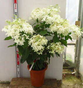 植木 盆栽 ノリウツギ 苗 Diy 工具の人気商品 通販 価格比較 価格 Com
