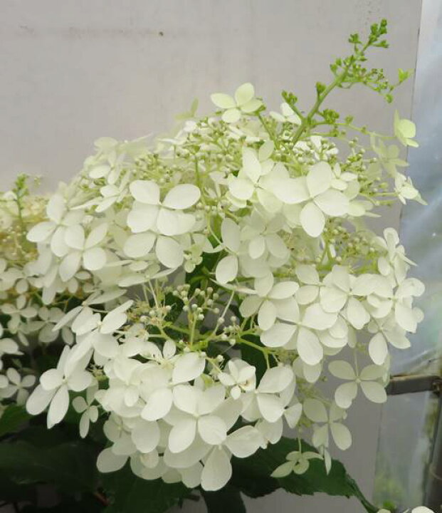 楽天市場 屋外管理苗 花終わり ピラミッドアジサイ シルバーダラー 7号苗 22年入荷株 千草園芸