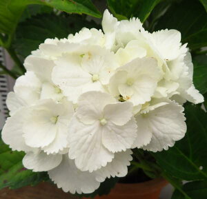 yԏIzAWTCizԁEj@VK[zCg@ 4.5|bgAy25N׊z