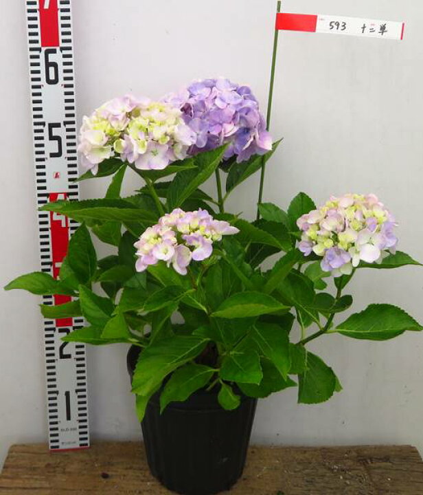 あじさい 江戸時代からある品種 8号苗 E03 アジサイ ジュウニヒトエ 十二単衣 紫陽花 未使用品 アジサイ