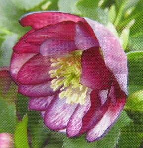 NX}X[Y@JԌ݊@c @_u炫@oCJ[@4|bgc