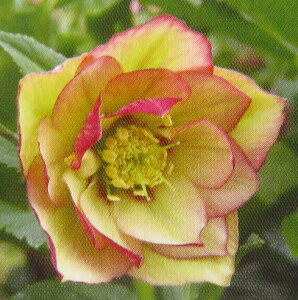 クリスマスローズ ダブル咲き イエローピコティ 3号苗 実生苗