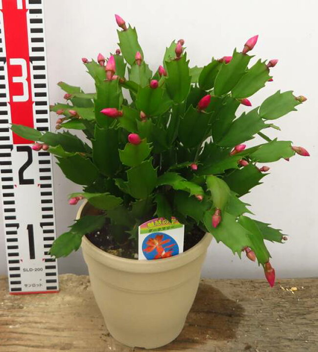 楽天市場 シャコバサボテン苗 蝦蛄葉サボテン ダークマリー 5号鉢 H28 千草園芸