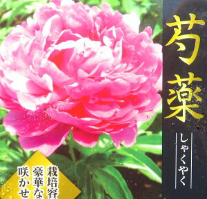 苗 芍薬の人気商品 通販 価格比較 価格 Com 苗 芍薬の人気商品 通販 価格比較 価格 Com