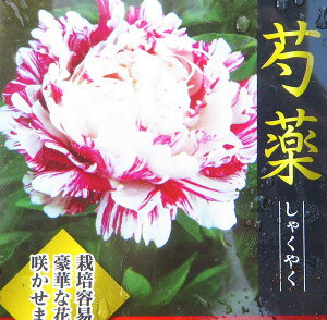 苗 シャクヤク Diy 工具の人気商品 通販 価格比較 価格 Com 苗 シャクヤク Diy 工具の人気商品 通販 価格比較 価格 Com
