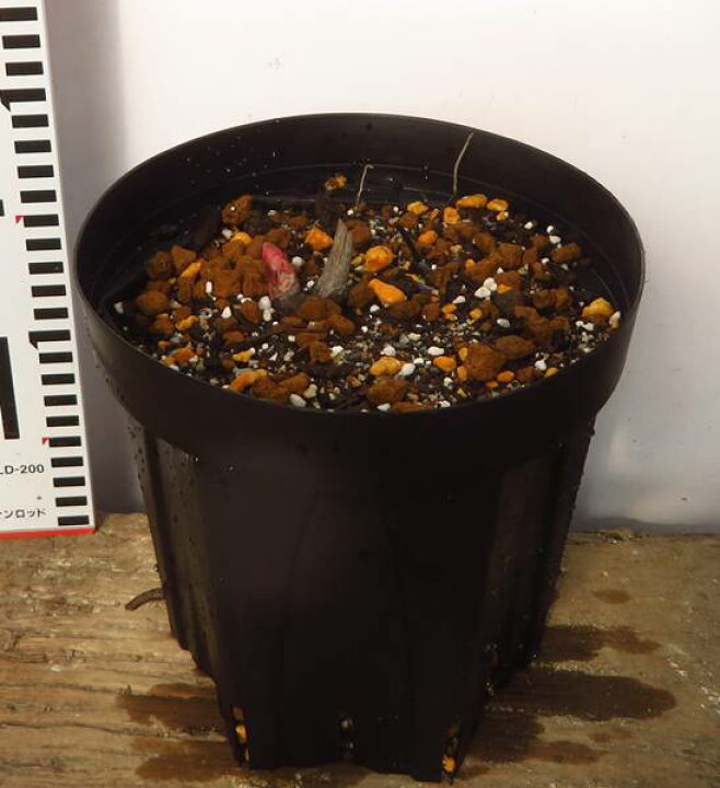 楽天市場 芍薬苗 シャクヤク苗 ピンクハワイアンコーラル 6号苗 千草園芸