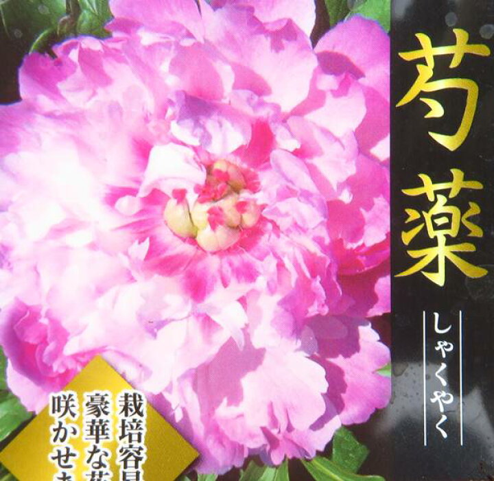 楽天市場 シャクヤク 芍薬 宇宙 オオソラ 6号苗 芍薬と牡丹の交配種 千草園芸