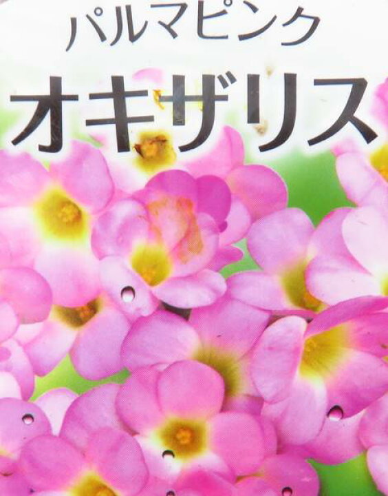 オキザリス パルマピンク 3.5号苗(bb01) 千草園芸