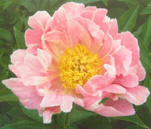 䉖ciVNNcj@sNXvbV[@6c