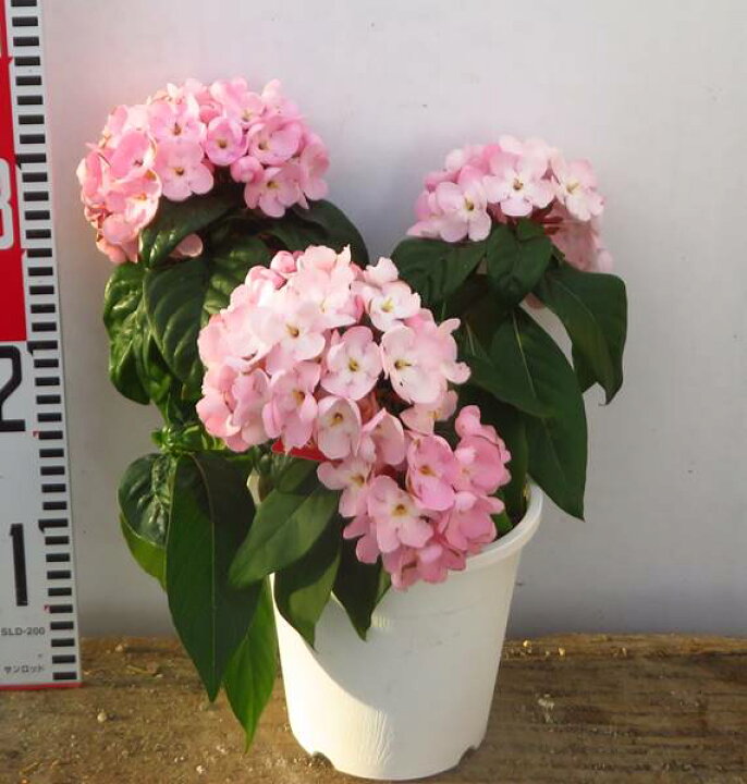 楽天市場 花終り アッサムニオイザクラ ベニフジ 5号鉢植え苗 H 千草園芸