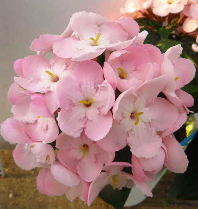 楽天市場 花終り アッサムニオイザクラ ベニフジ 5号鉢植え苗 H 千草園芸 楽天市場 花終り アッサムニオイザクラ ベニフジ 5号鉢植え苗 H 千草園芸