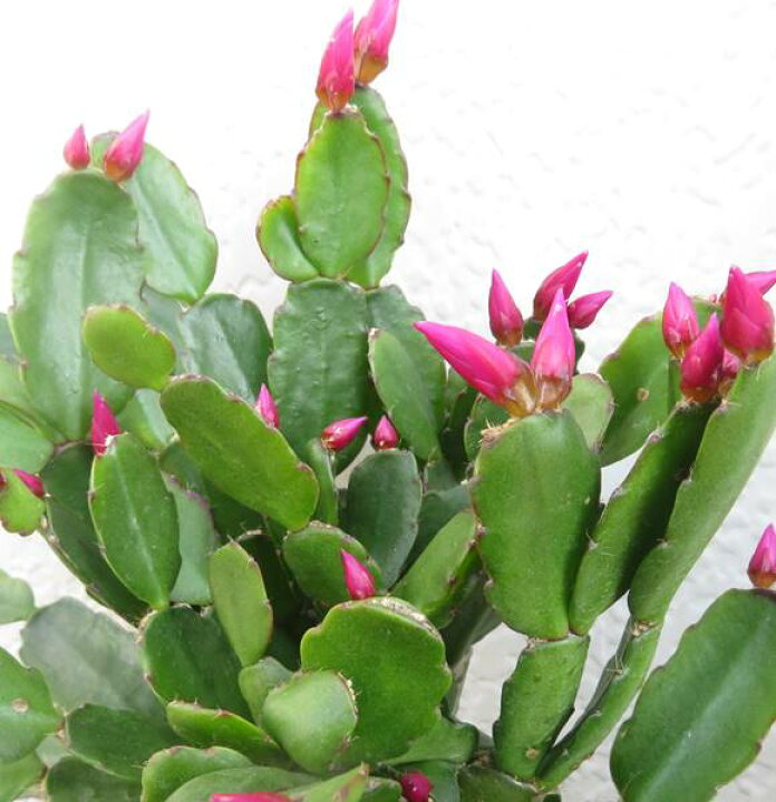 楽天市場 イースターカクタス 4号鉢 エビータ B 千草園芸