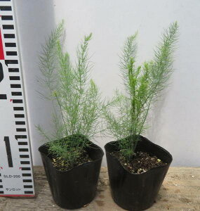 y2ZbgzHpAXpKX@[Vg@3|bgc