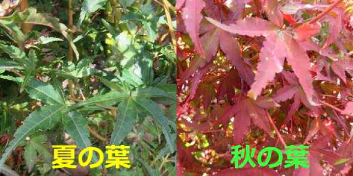 楽天市場】【選べる現品】カツラモミジ(桂紅葉) 樹高約1.5m 紅葉を 