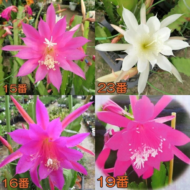 楽天市場 花無し 選べる4種 クジャクサボテン 孔雀仙人掌 中輪種 5号苗 千草園芸