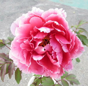 {^(O) c؁@iَi(LcJT)@7