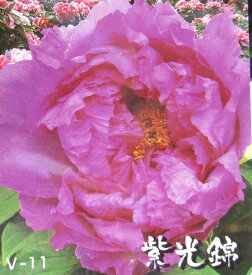 楽天市場 芍薬 苗物 ガーデニング 農業 花 ガーデン Diyの通販 楽天市場 芍薬 苗物 ガーデニング 農業 花 ガーデン Diyの通販