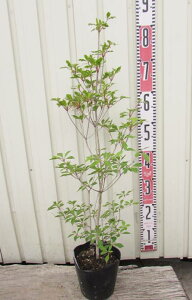 ドウダンツツジ 植木の人気商品 通販 価格比較 価格 Com
