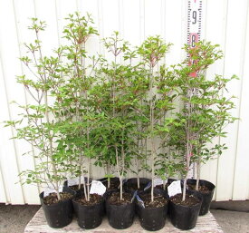 楽天市場 ドウダンツツジ 鉢植え 花 ガーデン Diy の通販 楽天市場 ドウダンツツジ 鉢植え 花 ガーデン Diy の通販