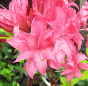 GNXo[AUA@z[ubV@c؁@5.5