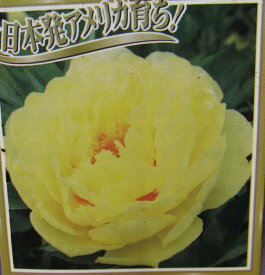楽天市場 芍薬 白 苗の通販