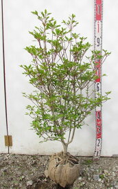 楽天市場 紅 ドウダンツツジの通販