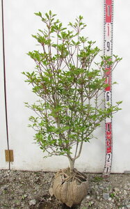 ドウダンツツジ 庭木 盆栽 植木の人気商品 通販 価格比較 価格 Com