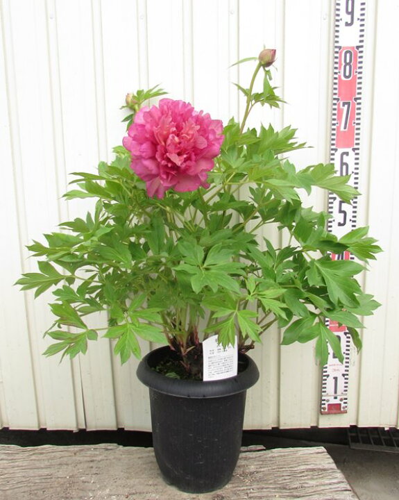 楽天市場 シャクヤク 芍薬 ヒラリー 6号苗 芍薬と牡丹の交配種 千草園芸
