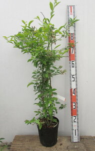 u[x[ GbZ c؁@5.5yrbgACnz