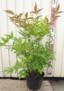 植木 盆栽 白南天の人気商品 通販 価格比較 価格 Com