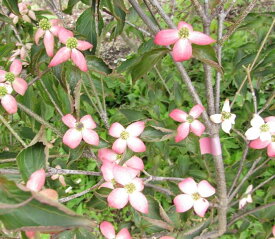 楽天市場 ヤマボウシ 源平の通販