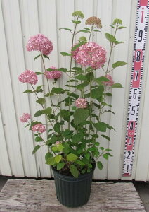 アナベル ピンク アジサイ 苗の人気商品 通販 価格比較 価格 Com