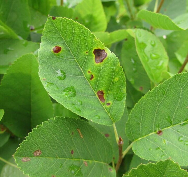 楽天市場 矮性ジューンベリー リージェット リージェント 苗木 7号フレグラー鉢植え 千草園芸
