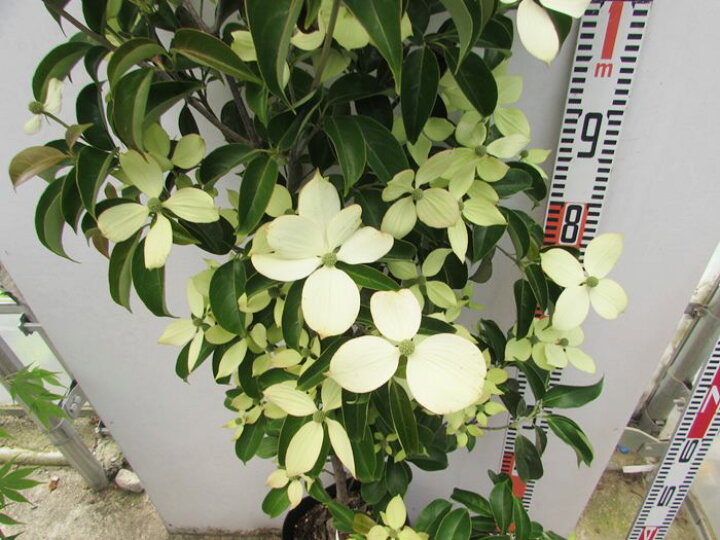 楽天市場 現品 常緑山法師 常緑ヤマボウシ 苗木 月光 樹高1 3m 01 千草園芸