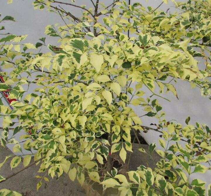 楽天市場 現品発送 斑入りシマトネリコ 1 1m シンボルツリーに最適な苗木 R 千草園芸