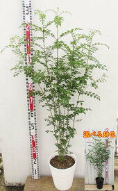 楽天市場 常緑樹 屋外 鉢植えの通販
