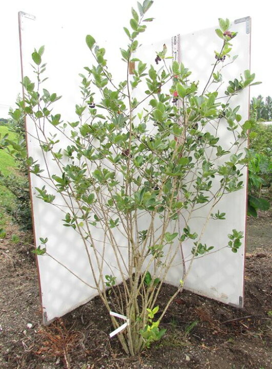 楽天市場 現品 アロニア チョコベリー メラノカルパ 株立ち 苗木 1 6m 千草園芸