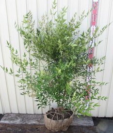 楽天市場 白 南天 鬼門の通販