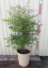 楽天市場 南天 鉢植えの通販
