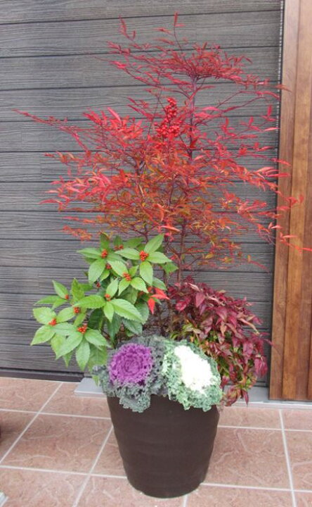 楽天市場 南天の寄せ植え 12号鉢植え お正月 千両 ナンテン 赤南天 葉牡丹 縁起物 季節の寄せ植え 門松風 千草園芸