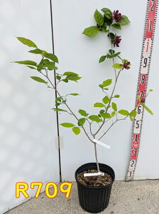 yIׂ錻izNoiEoC n[gbWC@c؁@8