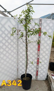 yIׂ錻izA[h̖؁@c؁@@1.6m`