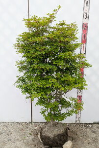 yizhE_ccW@c؁@W50cm×D50cm×H100cm R711