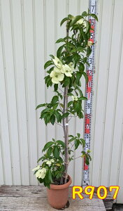 【選べる現品】黄花常緑山法師(常緑ヤマボウシ) マウンテンムーン 8号鉢植え苗木